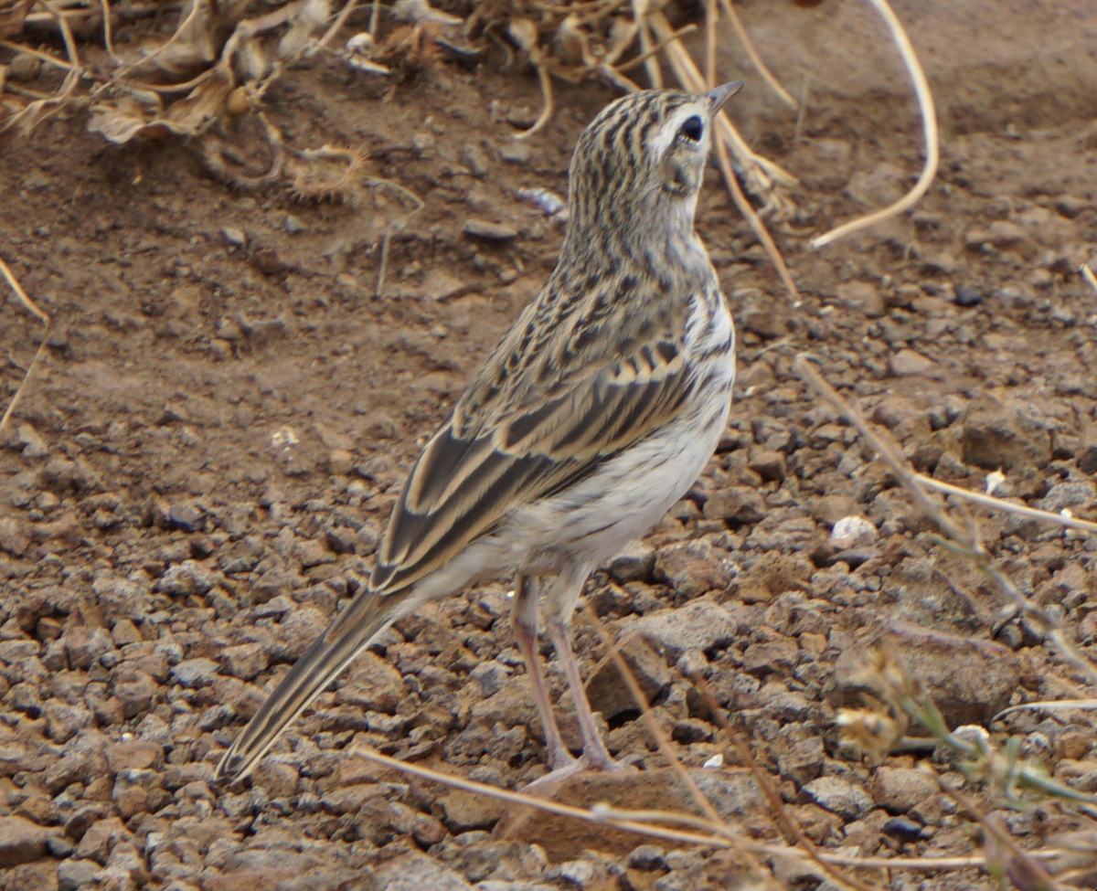 Berthelot's Pipit - ML637936782