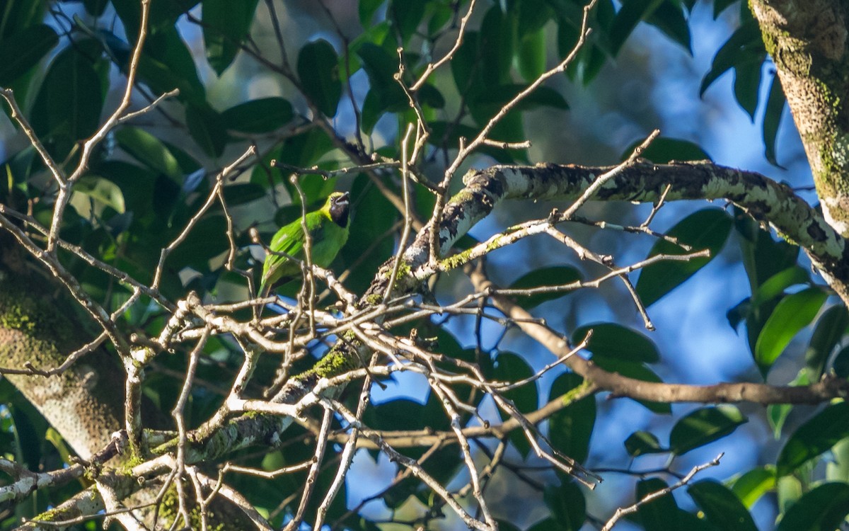 Lesser Green Leafbird - ML637936788