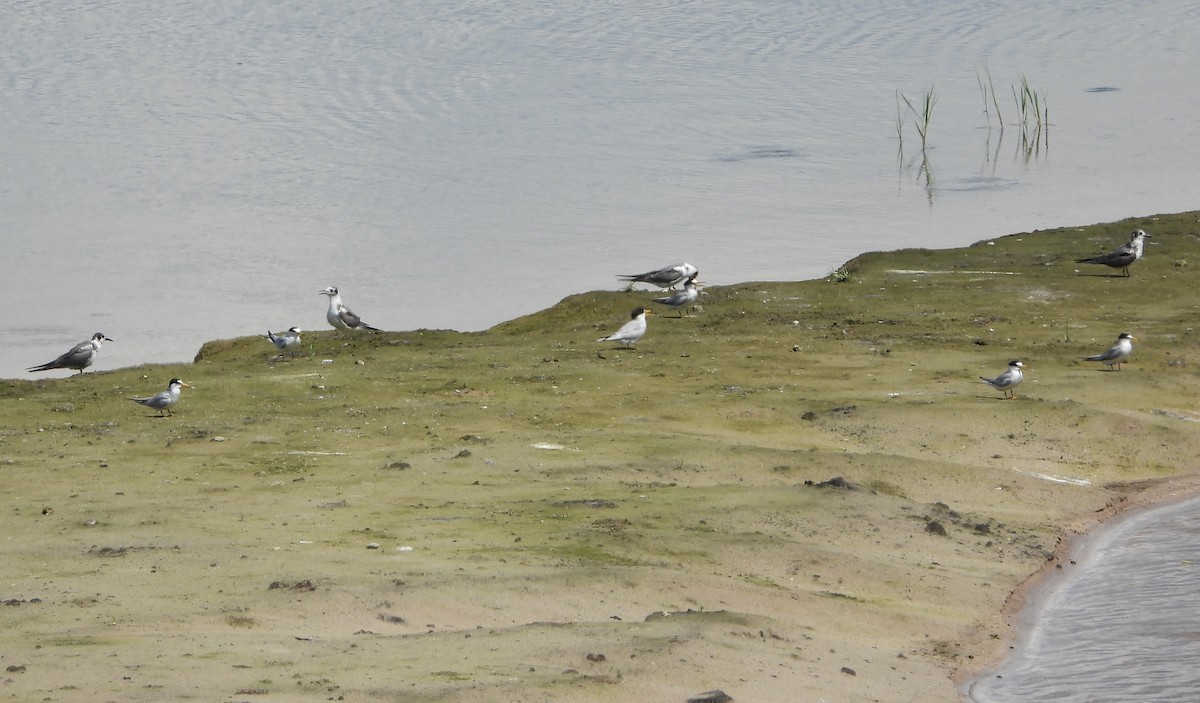 Black Tern - ML637936789