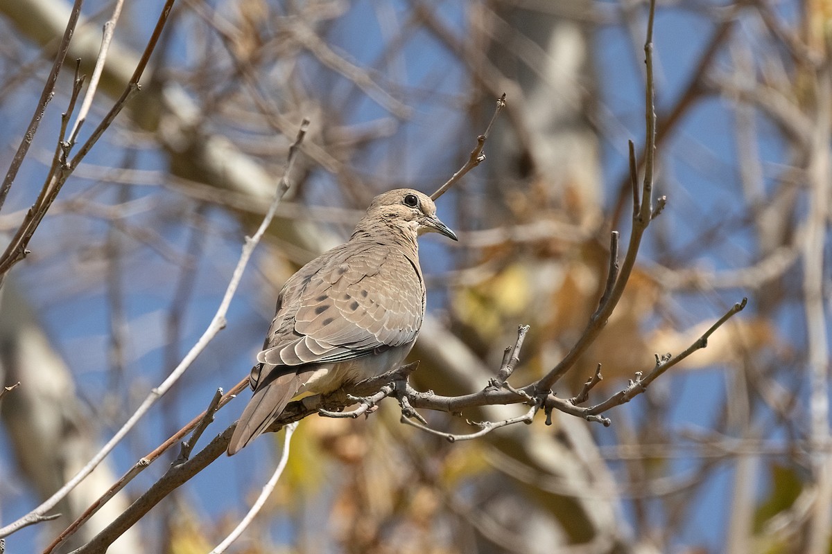 Mourning Dove - ML637936790