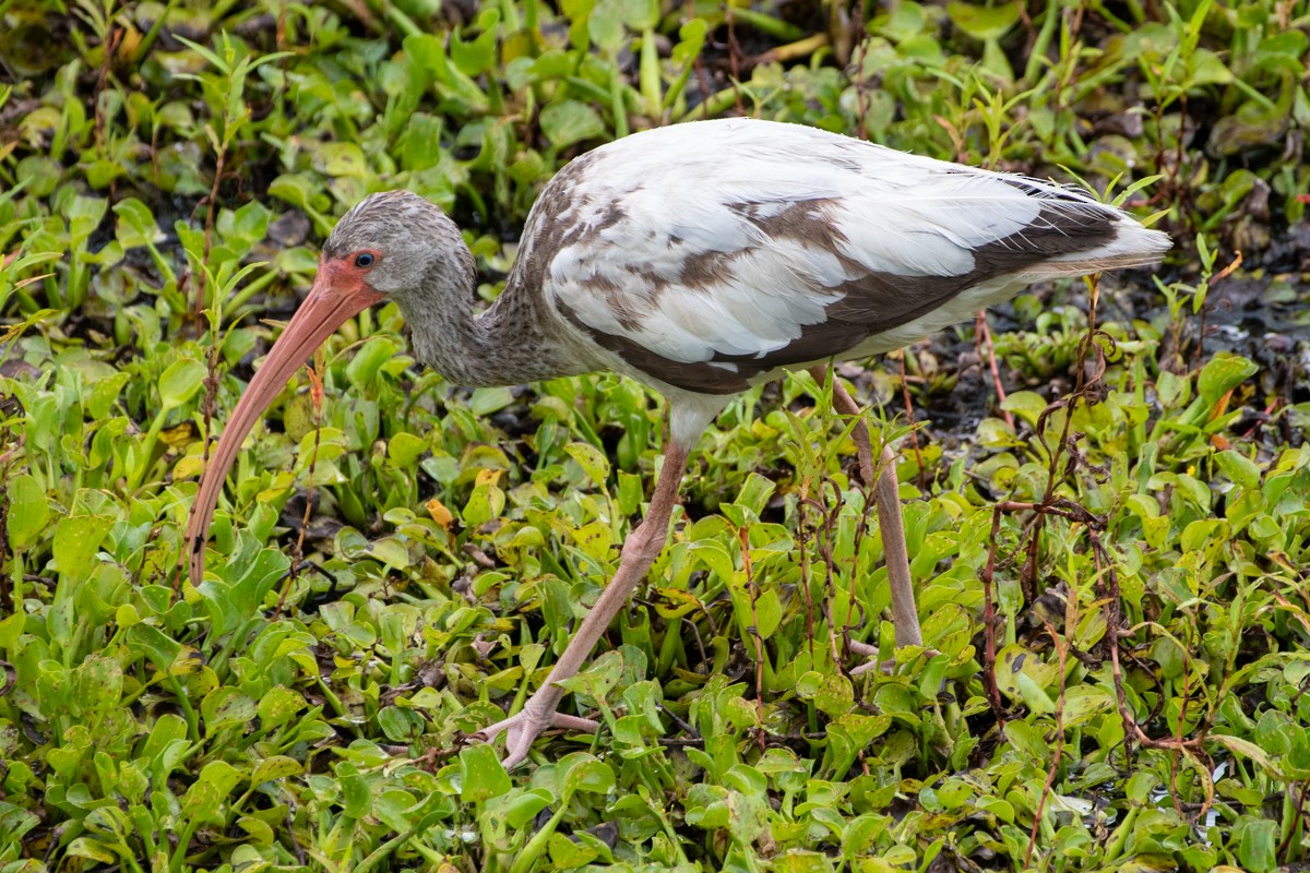 White Ibis - ML637936812