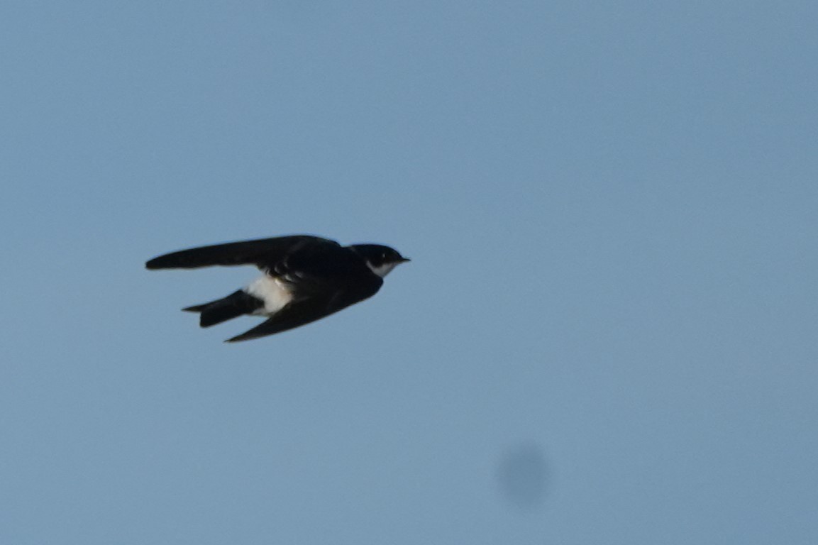 Chilean Swallow - ML637936813