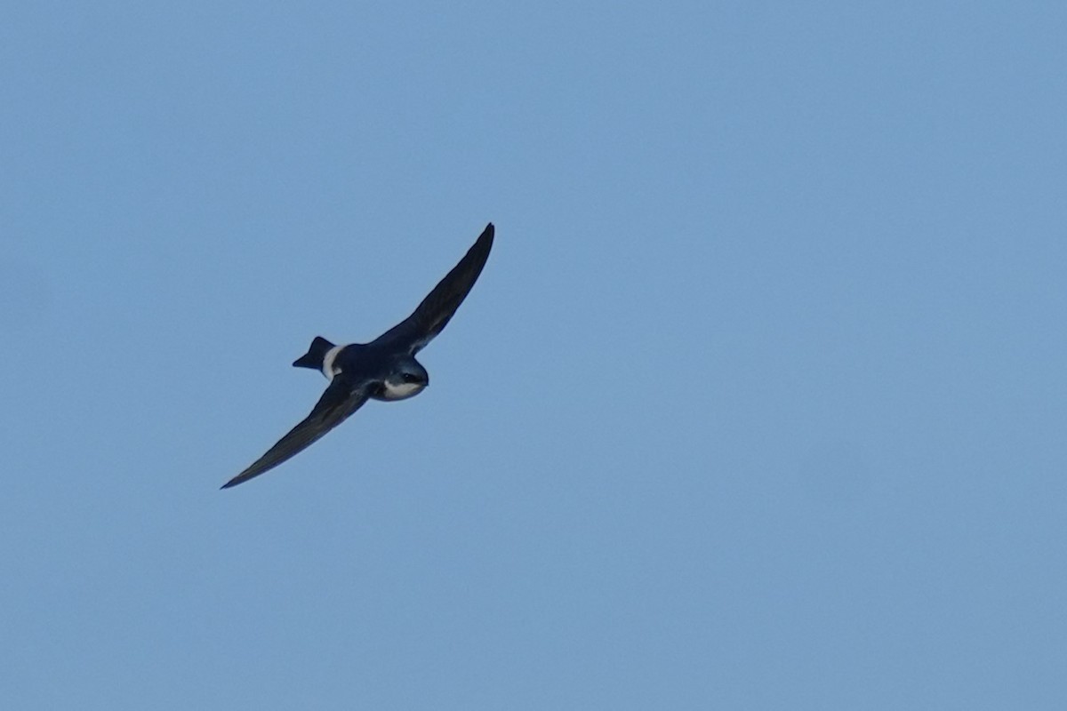Chilean Swallow - ML637936814