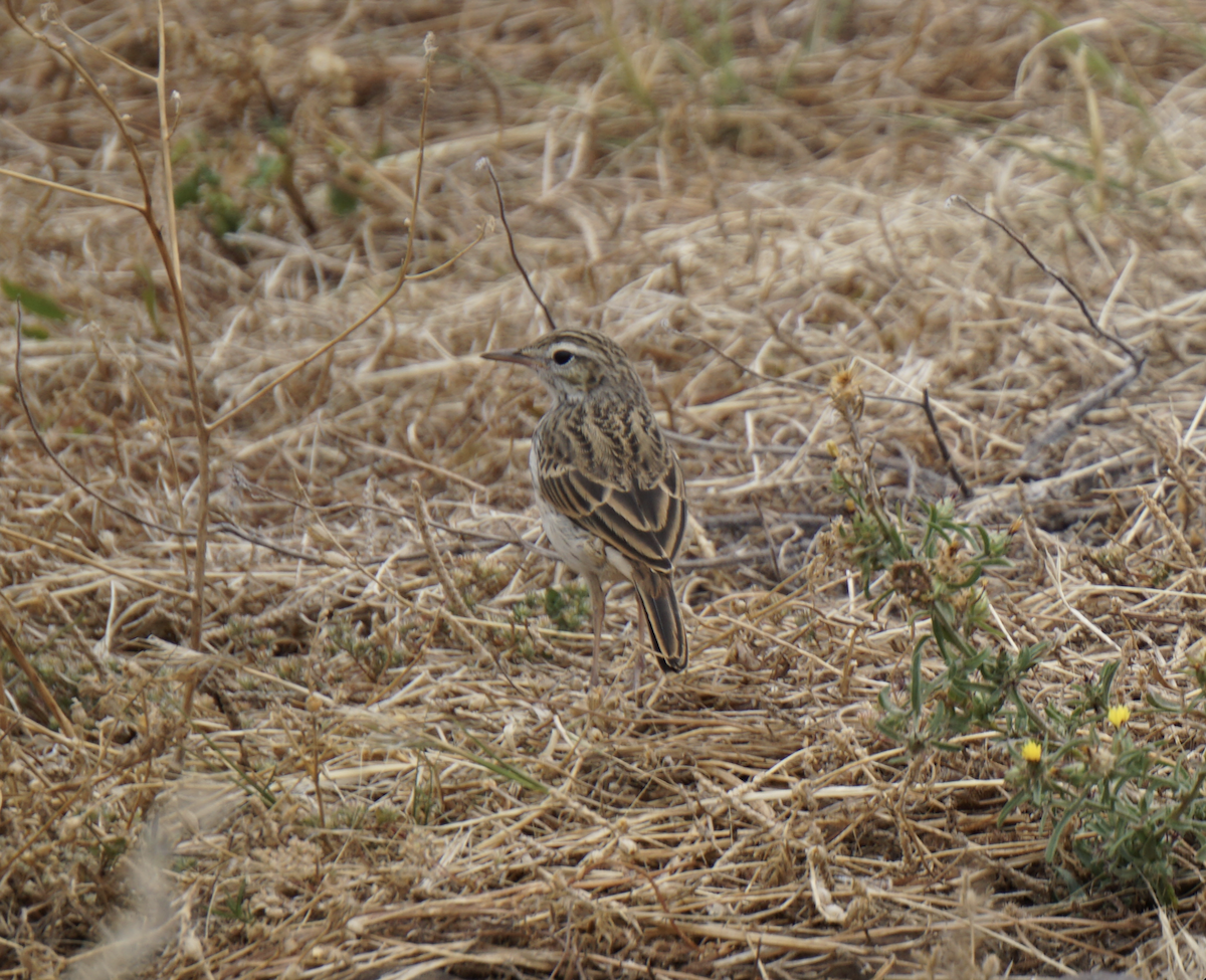 Berthelot's Pipit - ML637936815