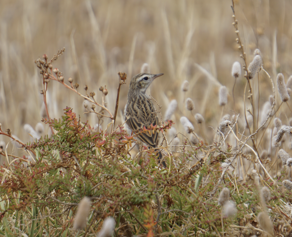Berthelot's Pipit - ML637936843