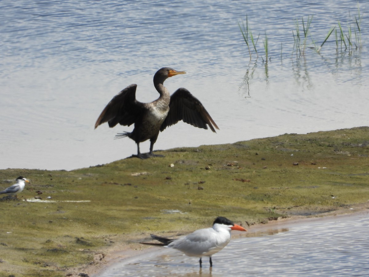 Double-crested Cormorant - ML637936847