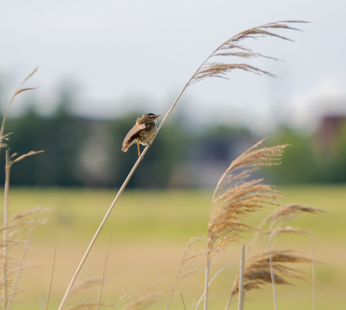 Sedge Warbler - ML637936849