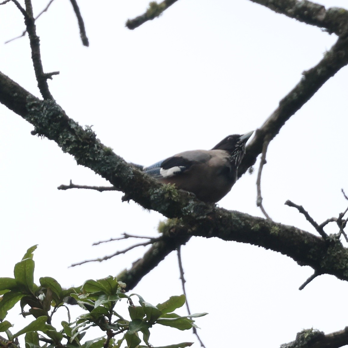 インドカケス - ML637936855