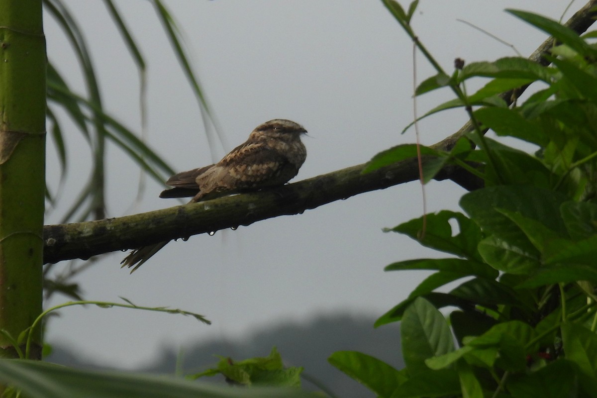 Ladder-tailed Nightjar - ML637936869