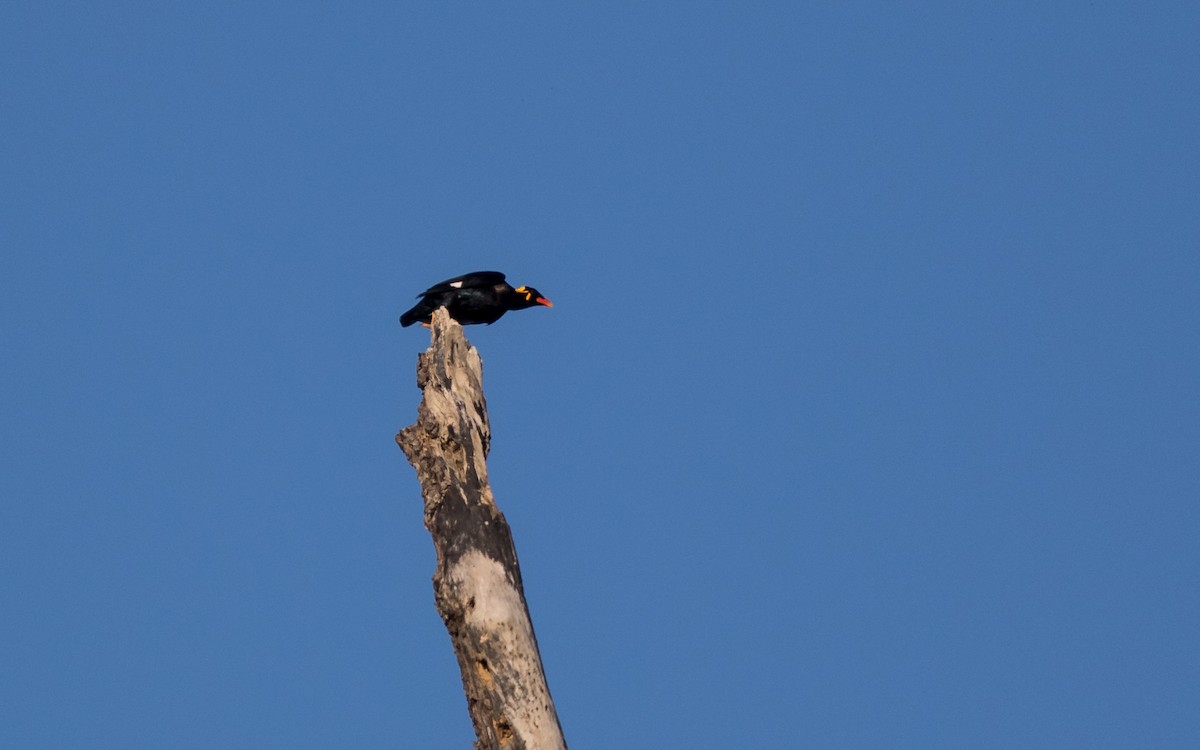 Common Hill Myna - ML637936873