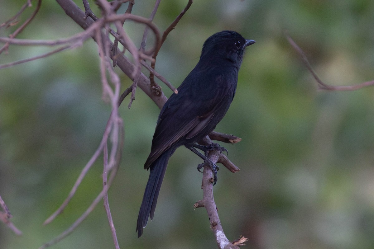 Northern Black-Flycatcher - ML637936879