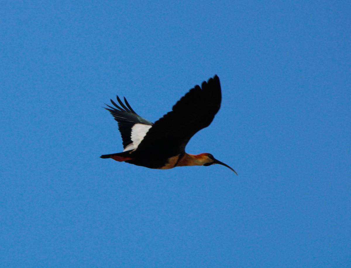 ibis laločnatý - ML637936880