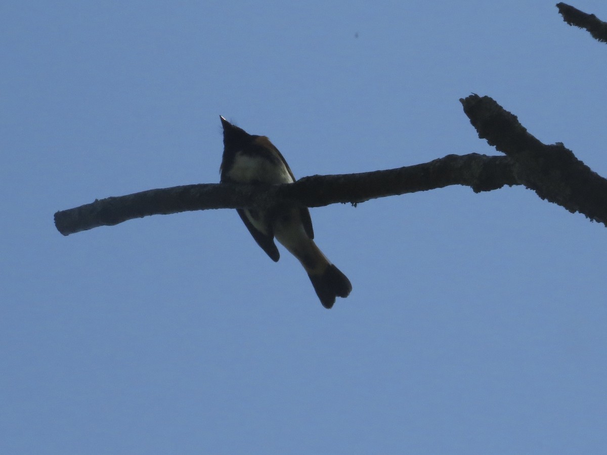 American Redstart - ML637936893