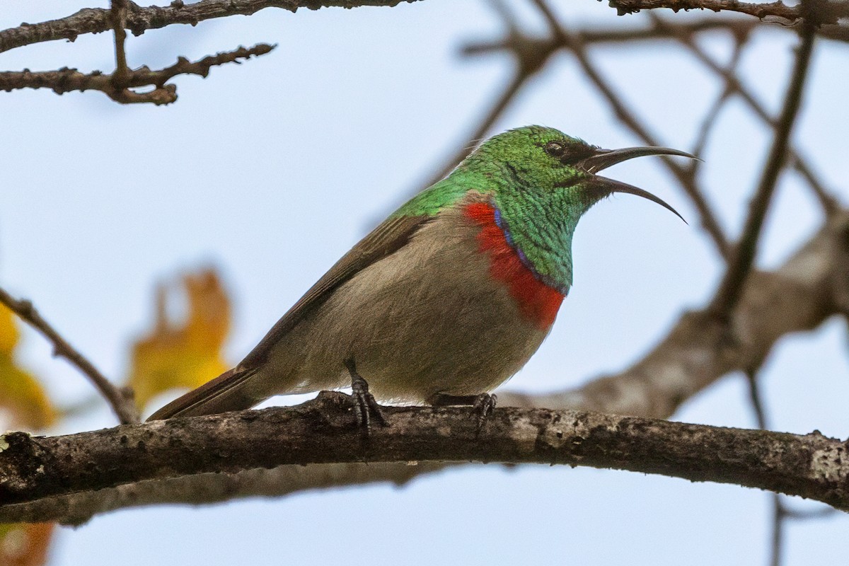 Southern Double-collared Sunbird - ML637936905
