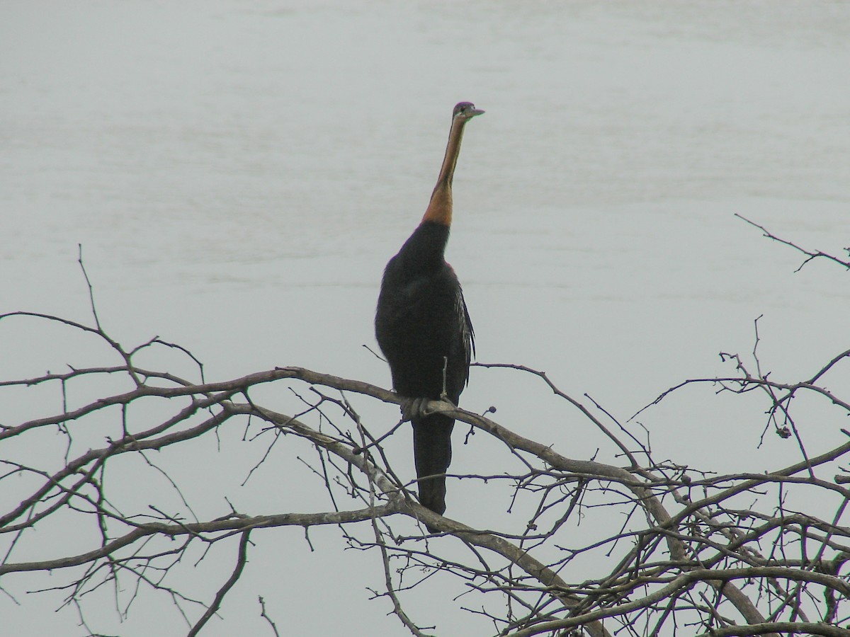 African Darter - ML637936906