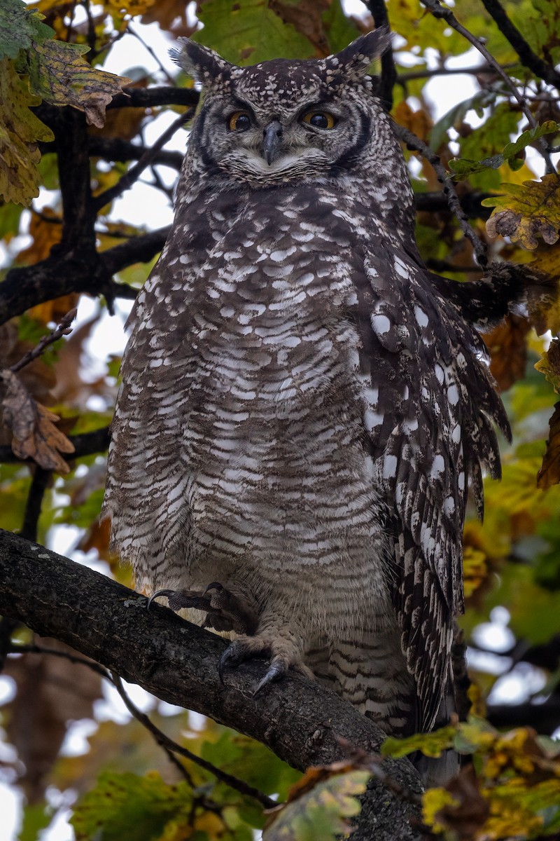 Spotted Eagle-Owl - ML637936912