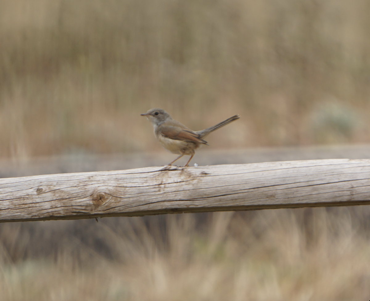 Spectacled Warbler - ML637936925