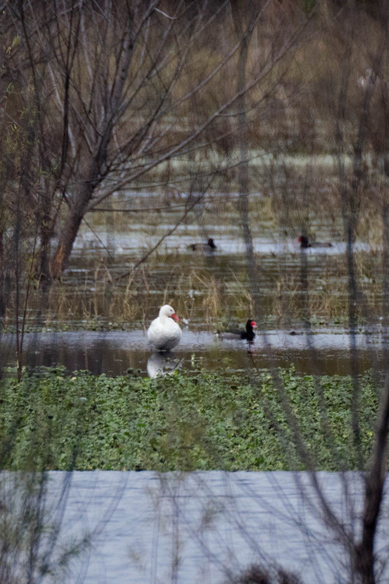 Rosy-billed Pochard - ML637936933