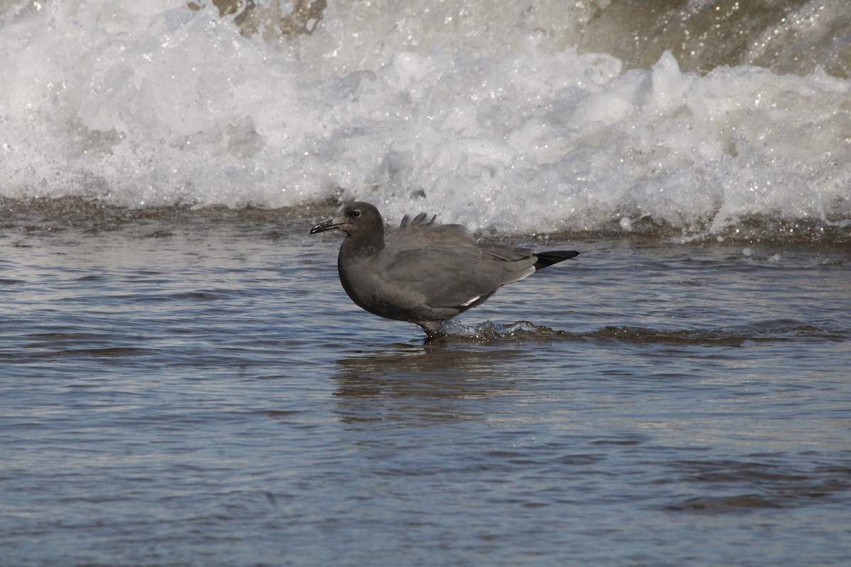 Gray Gull - ML637936935