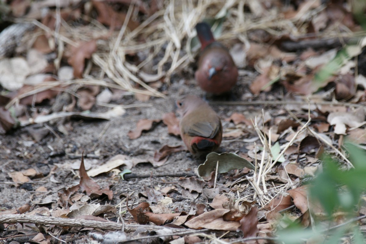 Jameson's Firefinch - ML637936938