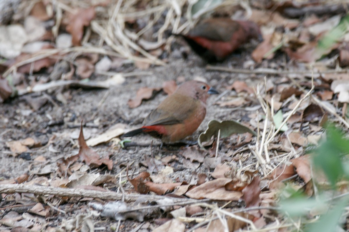 Jameson's Firefinch - ML637936939