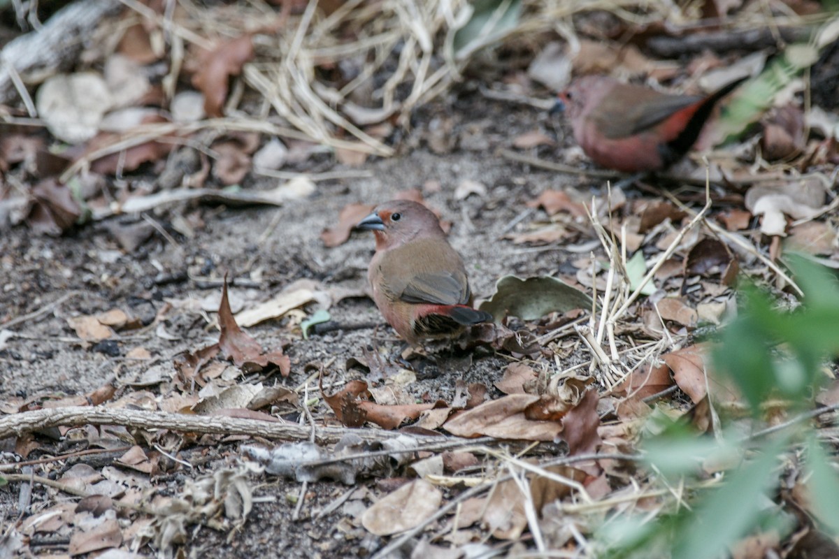 Jameson's Firefinch - ML637936940
