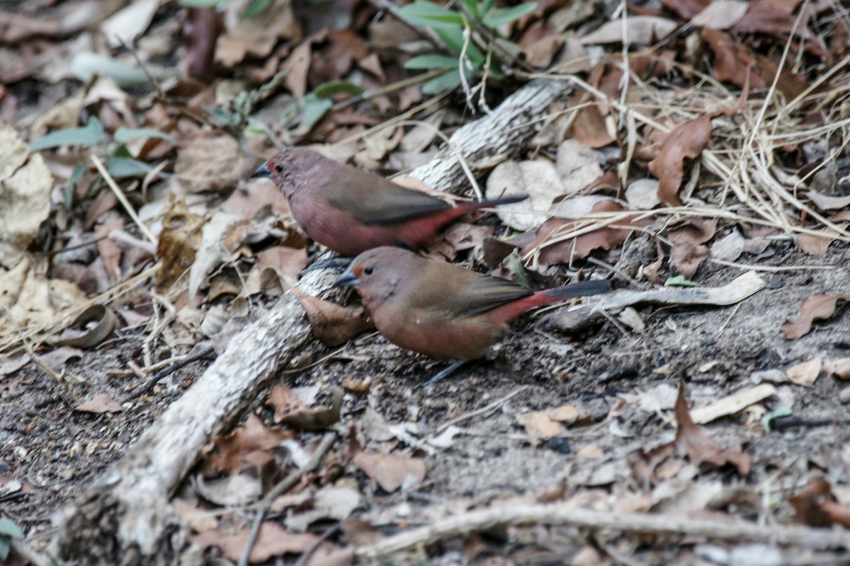 Jameson's Firefinch - ML637936941