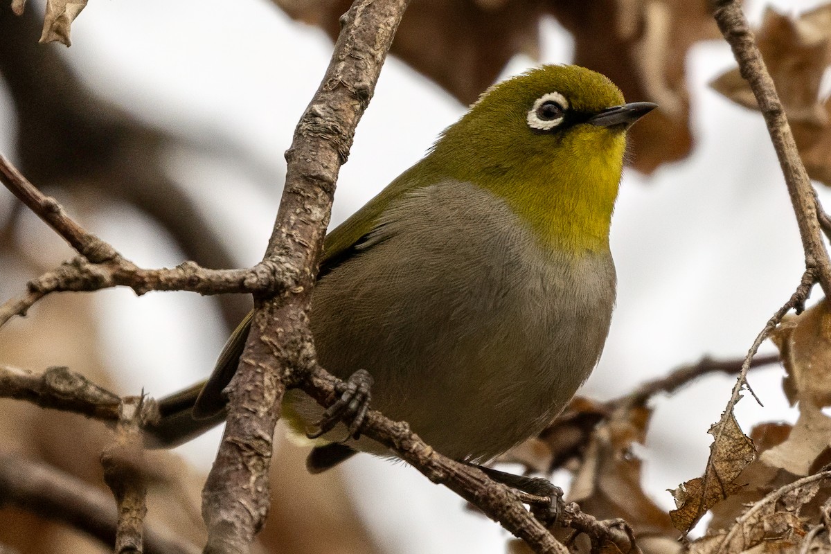 Cape White-eye - ML637936943