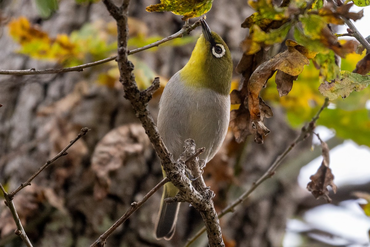 Cape White-eye - ML637936946