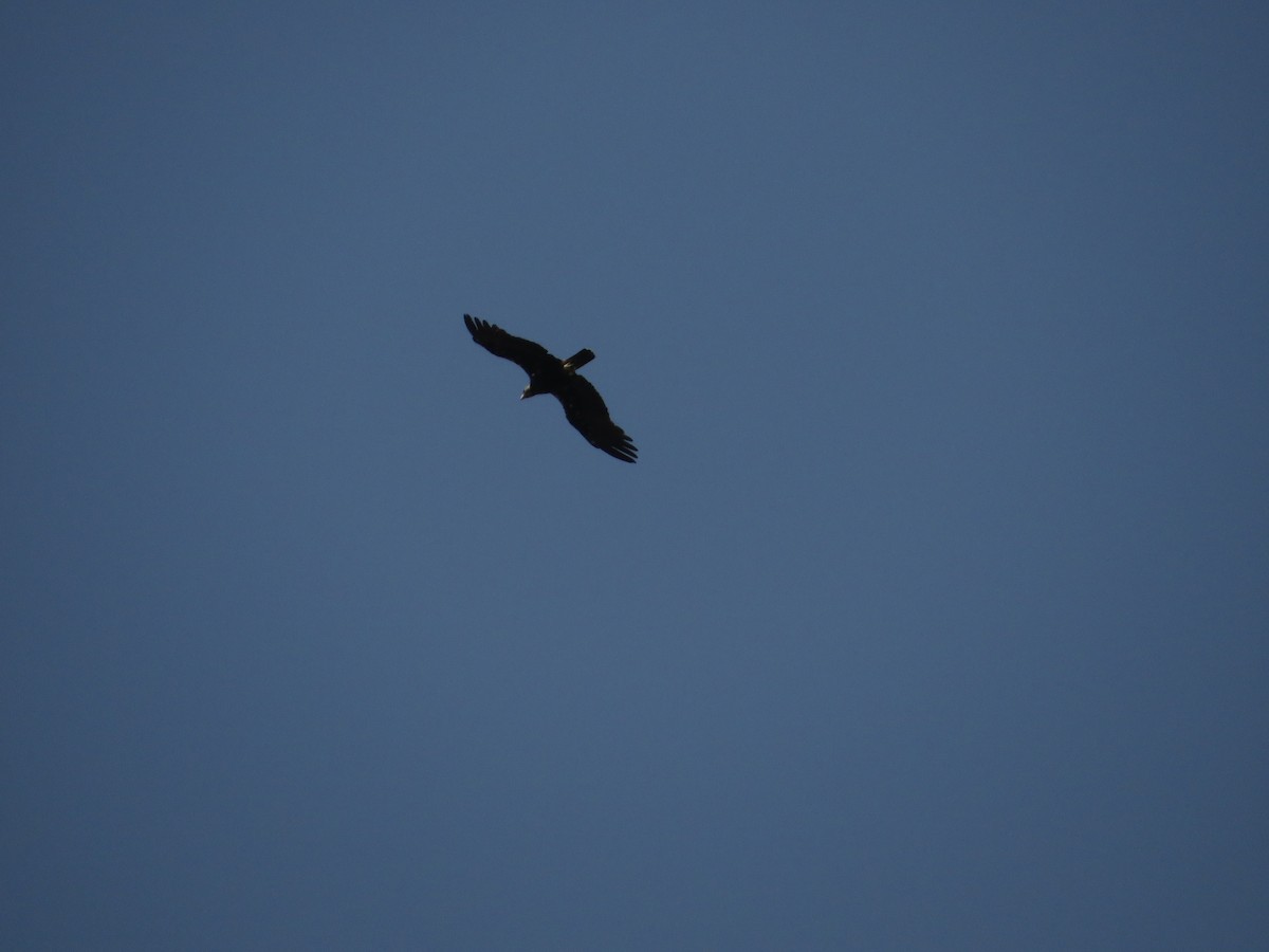 Spanish Eagle - ML637936962