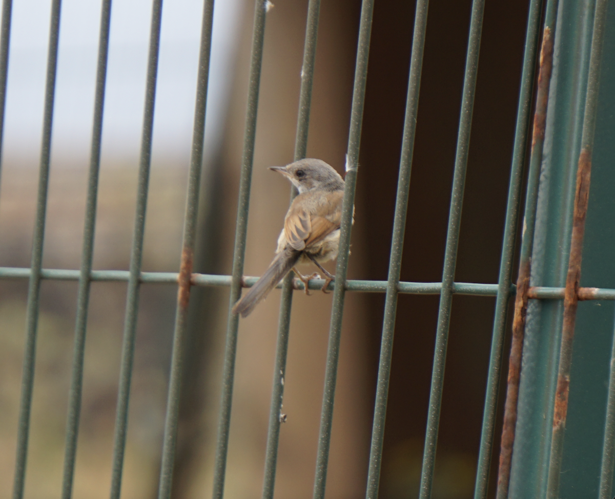 Spectacled Warbler - ML637936967