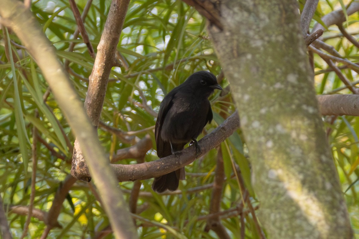 Northern Black-Flycatcher - ML637936975