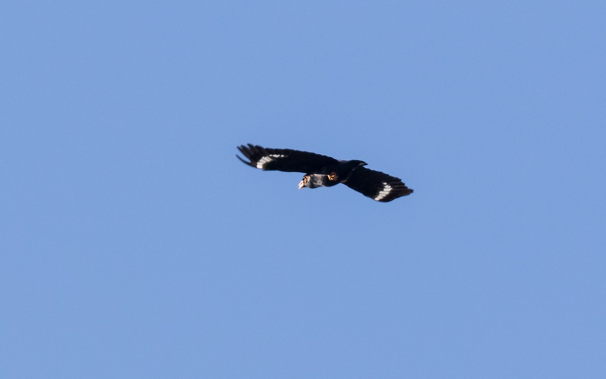 Common Hill Myna - ML637936976