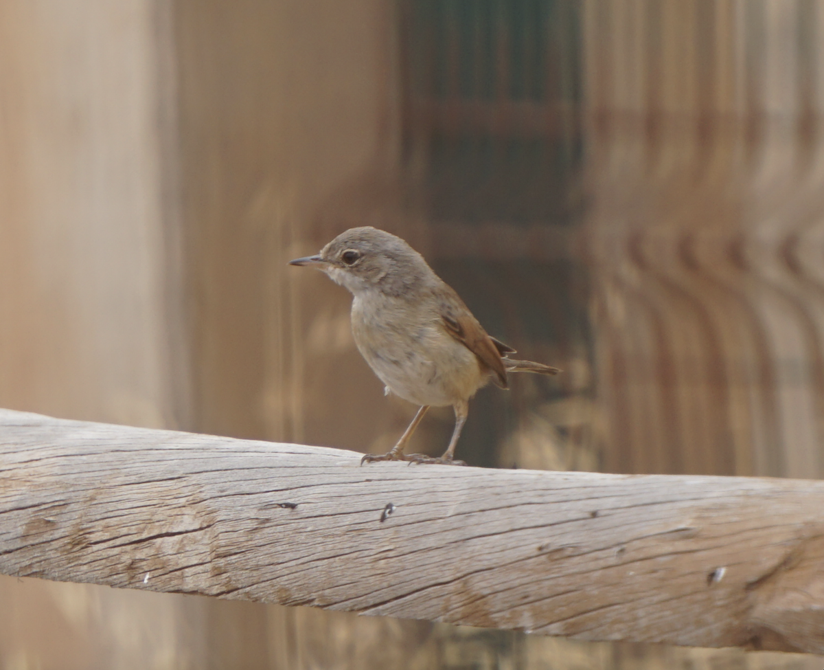 Spectacled Warbler - ML637936978