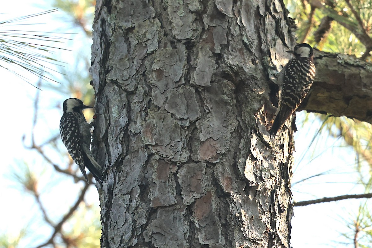 Red-cockaded Woodpecker - ML637936981