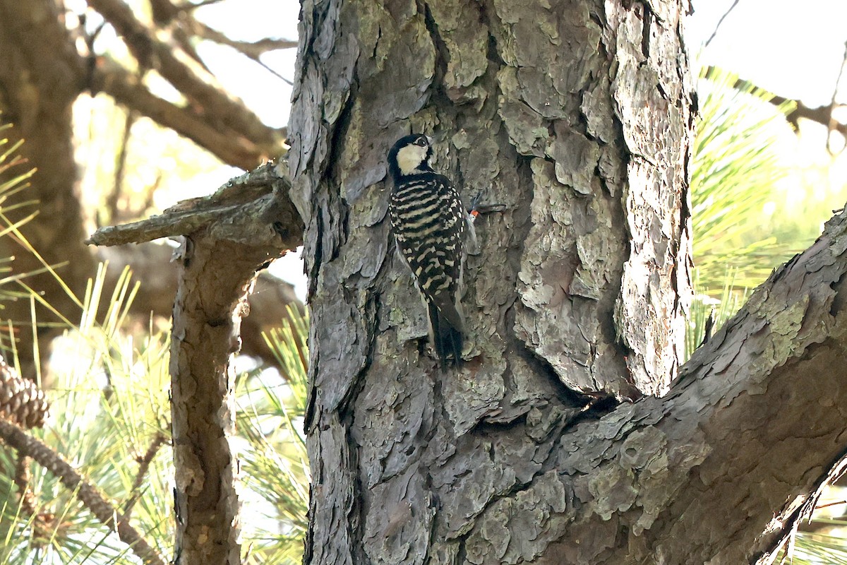 Red-cockaded Woodpecker - ML637936982