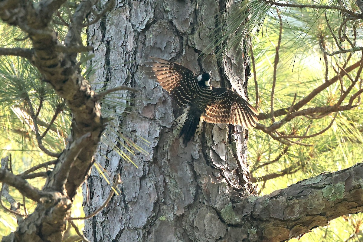 Red-cockaded Woodpecker - ML637936983