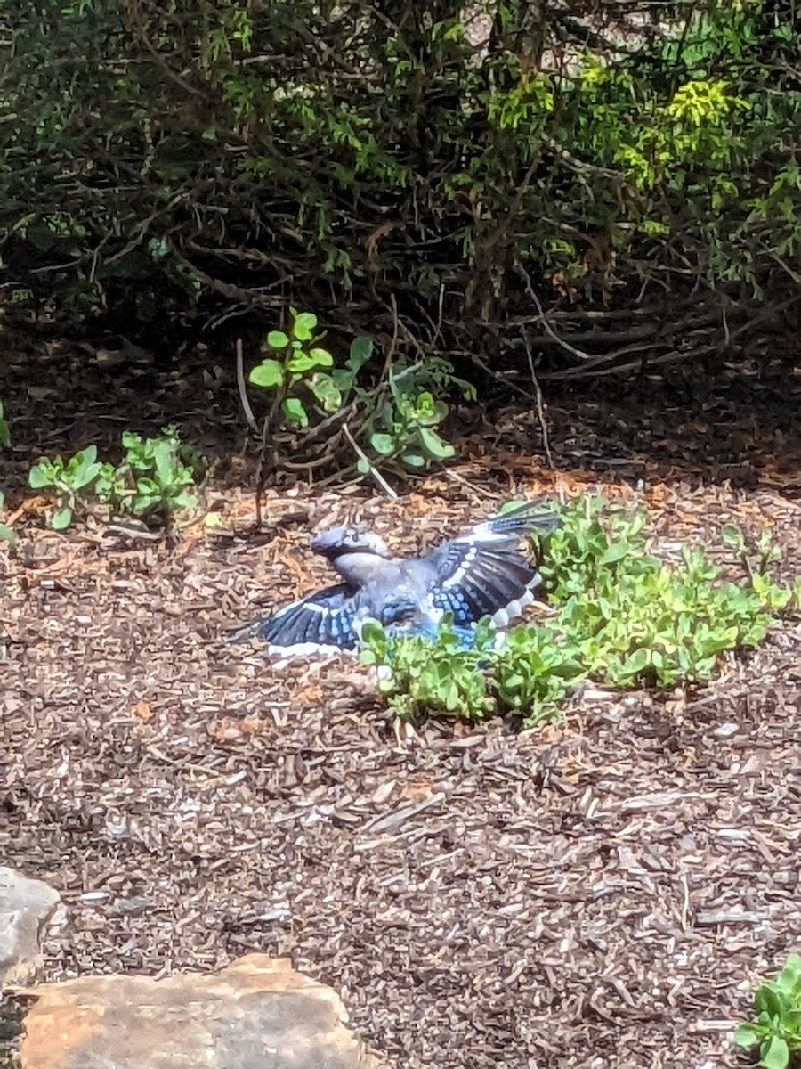 Blue Jay - ML637936991