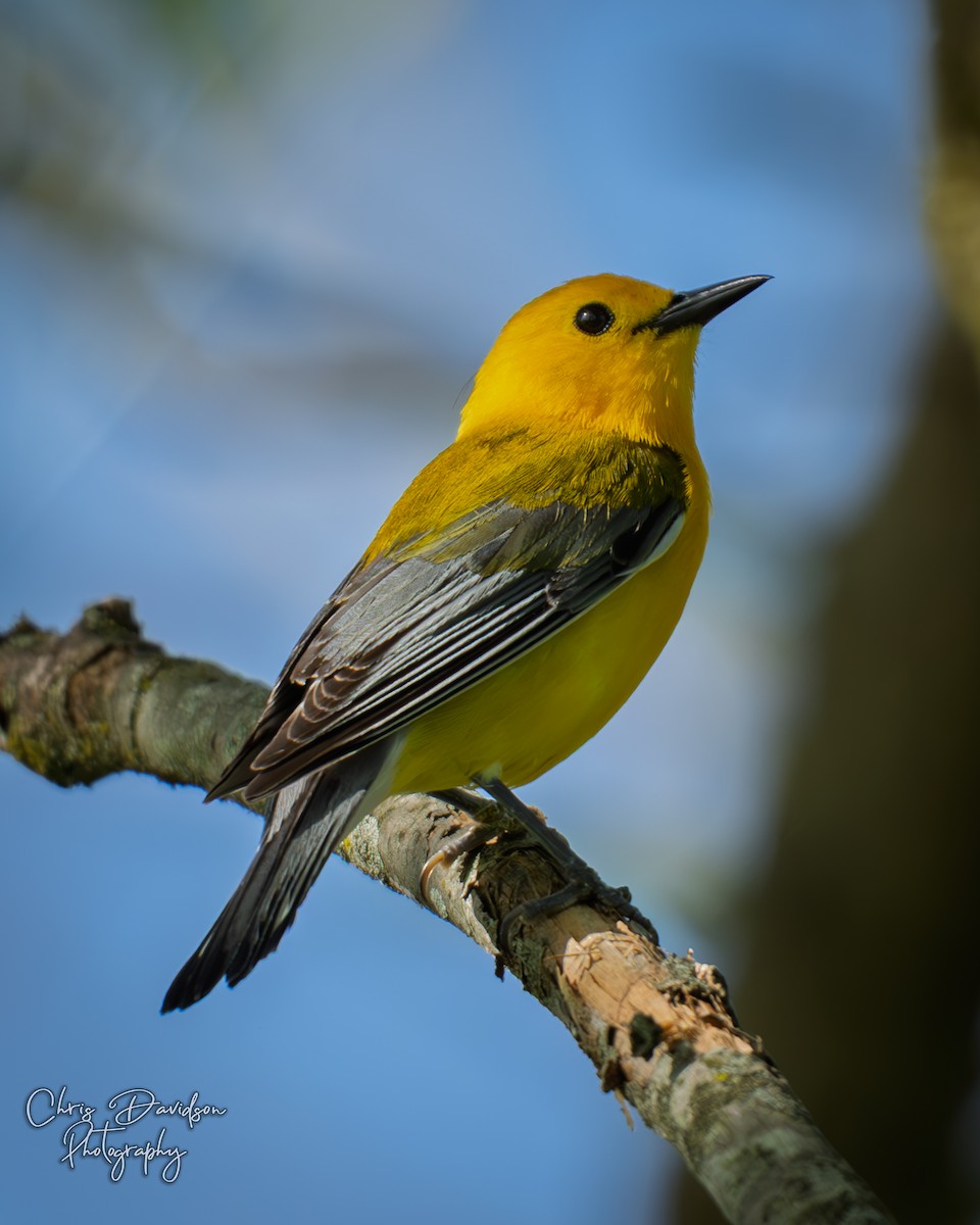 Prothonotary Warbler - ML637937008