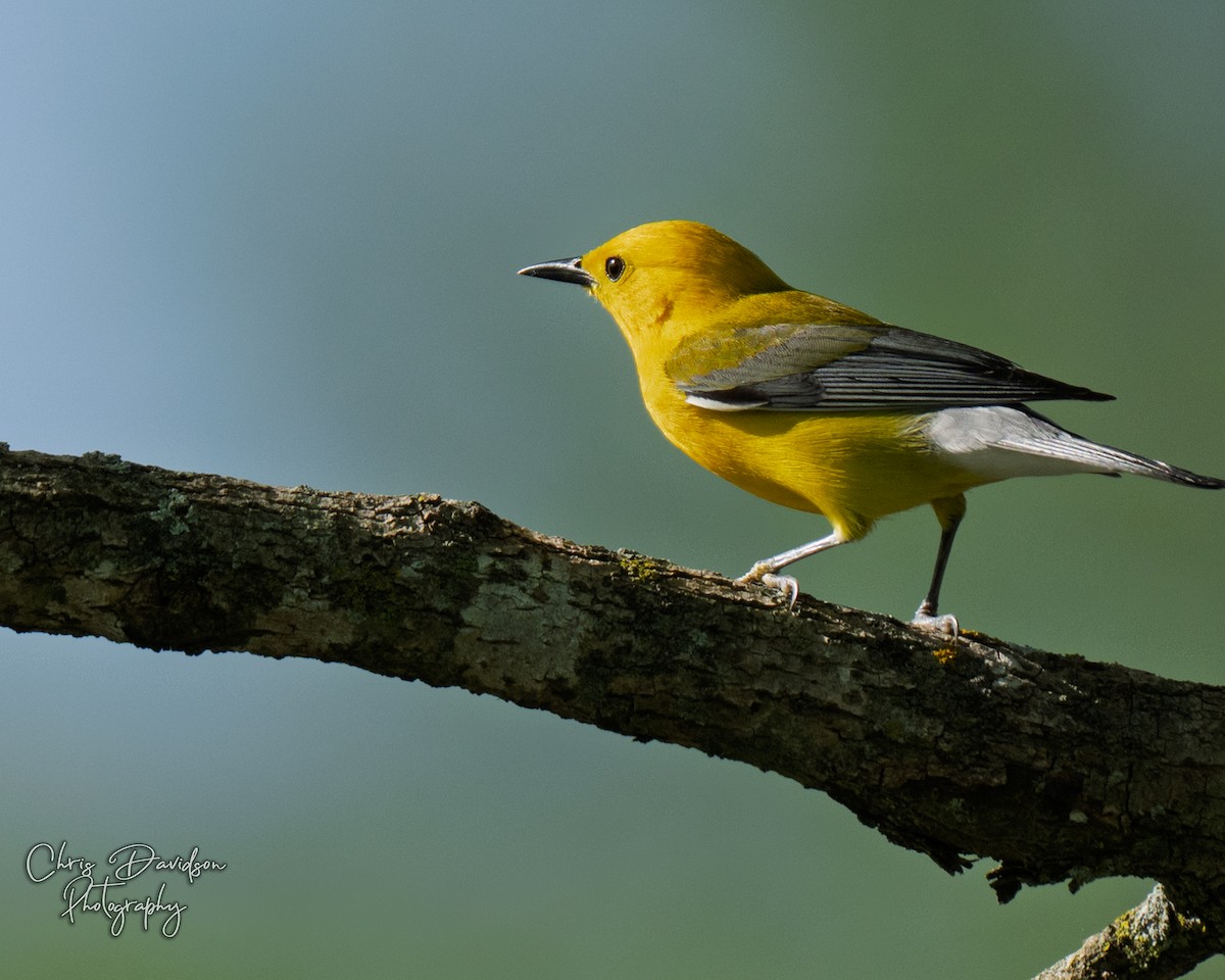 Prothonotary Warbler - ML637937009