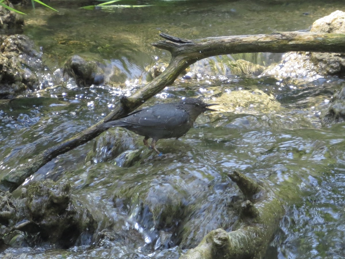 American Dipper - ML637937025