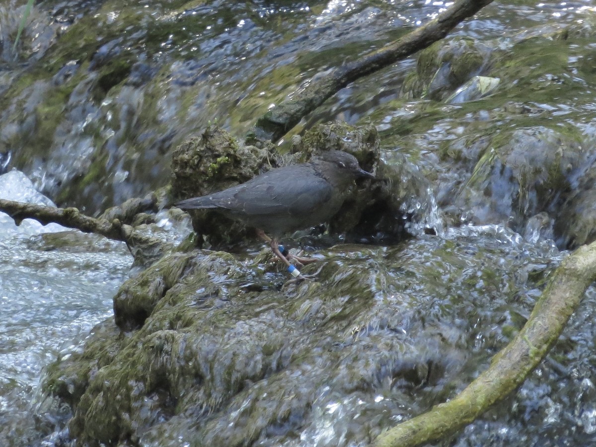 American Dipper - ML637937026