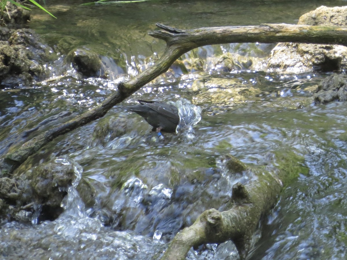 American Dipper - ML637937031