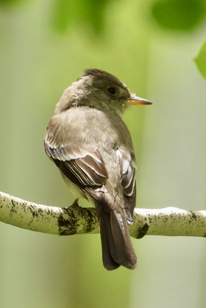 Western Wood-Pewee - ML637937039