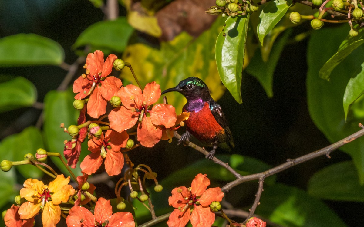 Van Hasselt's Sunbird - ML637937040