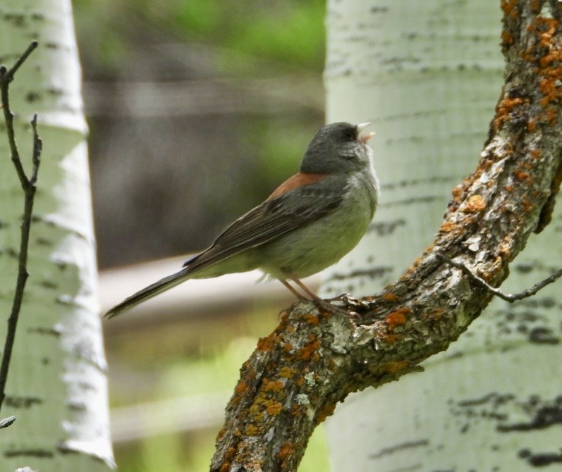 Dark-eyed Junco - ML637937045