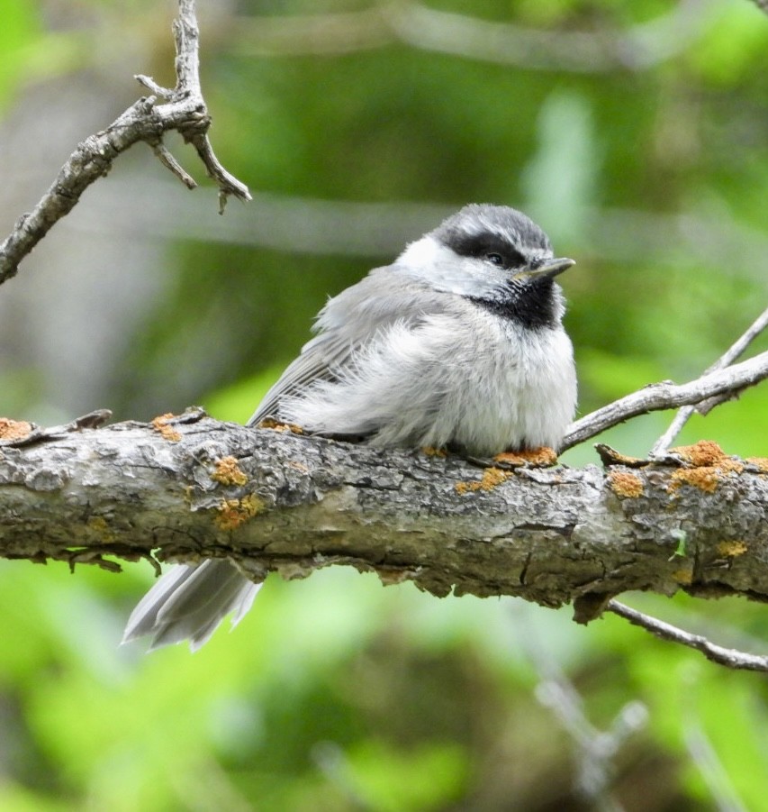 Mountain Chickadee - ML637937054