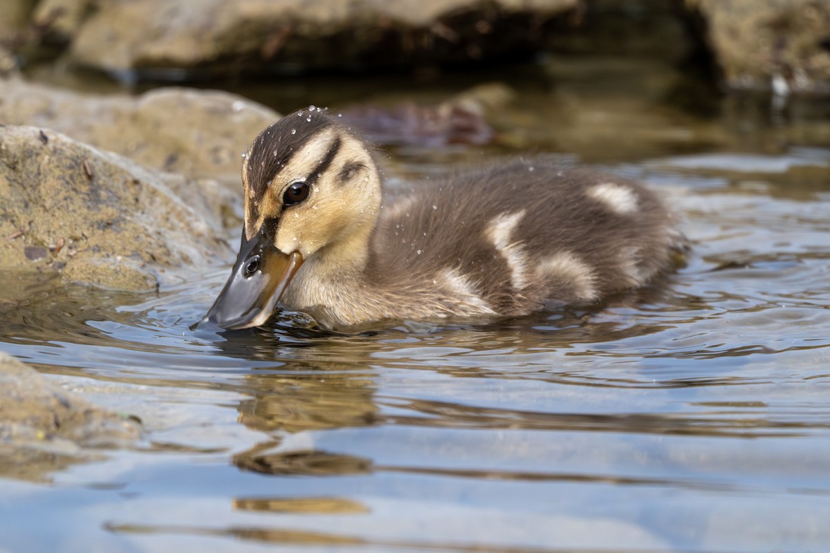Mallard - ML637937069