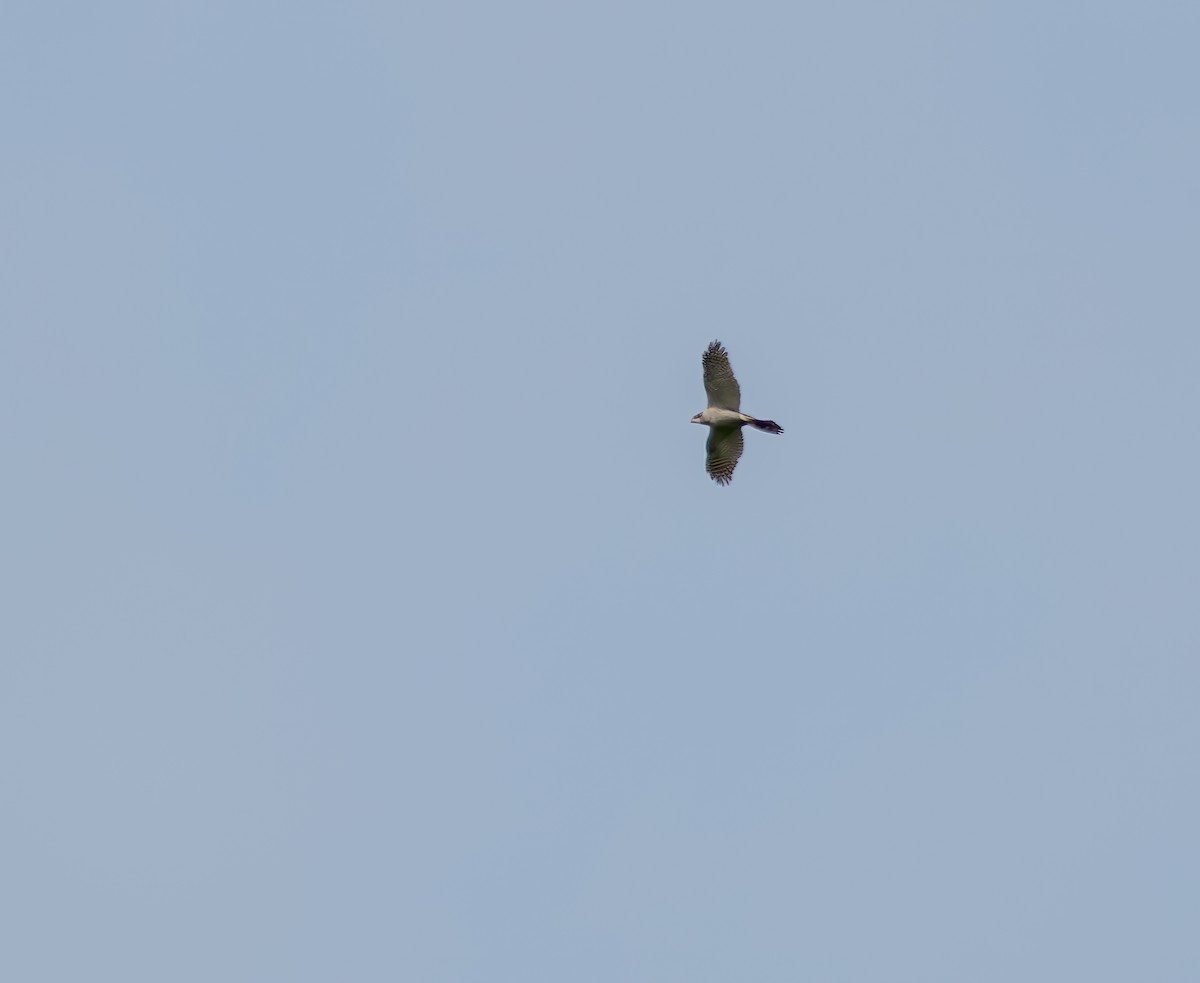 Eurasian Sparrowhawk - ML637937111