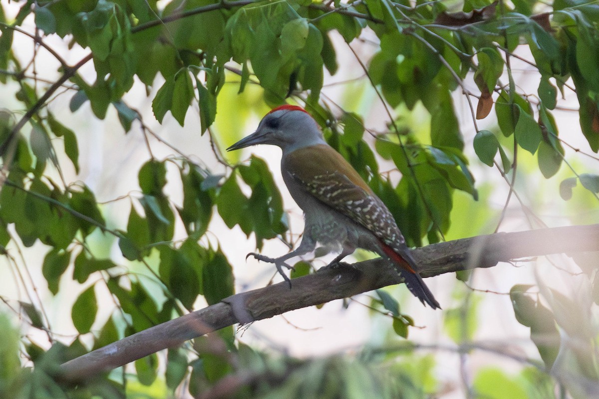 African Gray Woodpecker - ML637937125